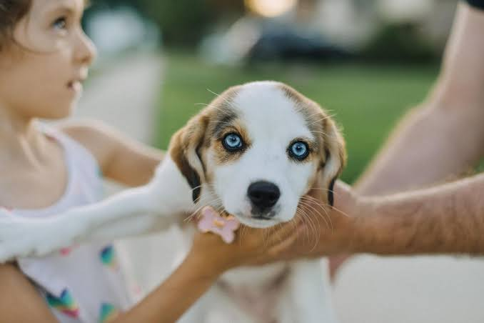 Pediatric Dog Bites: A Parent’s Guide to Long-Term Recovery